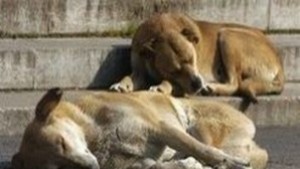 В Ловеч обсъждат овладяването на популацията на бездомните кучета