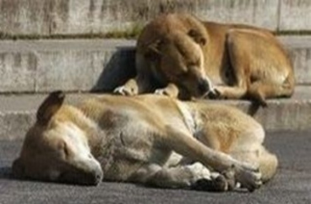 В Ловеч обсъждат овладяването на популацията на бездомните кучета