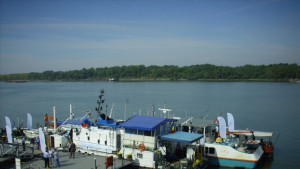 Есетровите риби в Дунав намаляват