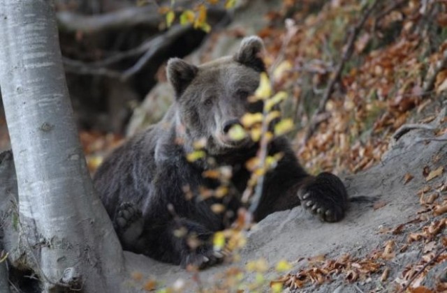Започва дългоочакваният ремонт на пътя до Парка за танцуващи мечки край Белица