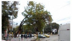 Отцепиха кръстовището на Червения площад голямо дърво се прекърши на