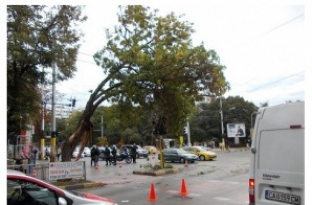 Отцепиха кръстовището на Червения площад, голямо дърво се прекърши на две