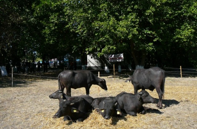 XI – то Национално изложение по животновъдство в Сливен