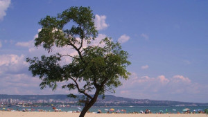 Вкарват дървета и градинки в зеления регистър