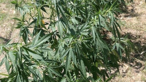 Намериха марихуана в две къщи в село Агатово