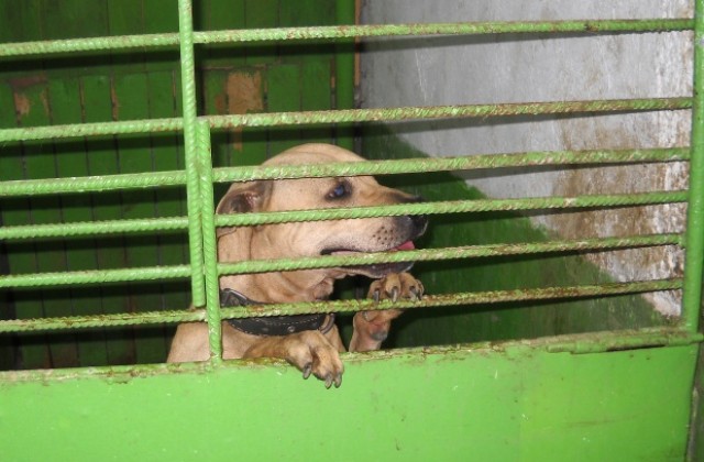 Тръгна конкурс за нов шеф на кучкарника