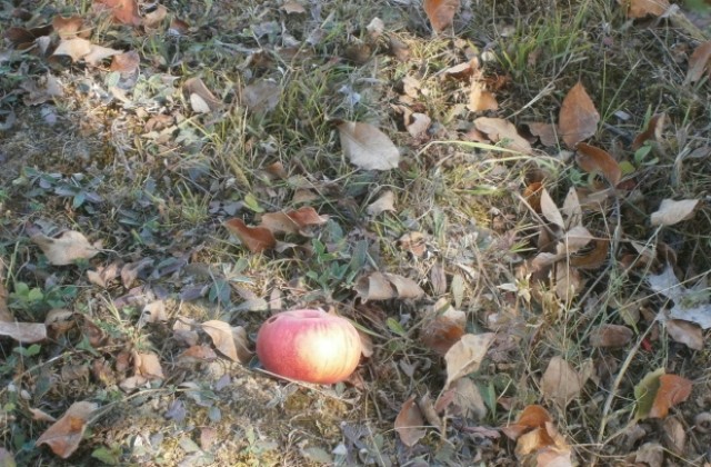 Ветрове и валежи през октомври