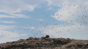 В нова клетка събират боклука на Варна от 1 октомври