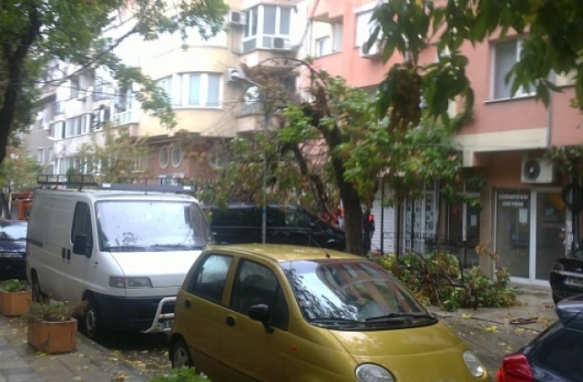 Дърво падна върху кола в центъра на Варна