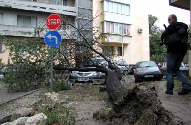 Бурният вятър начупи клони и повали дървета