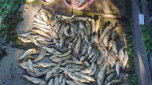 Забраняват риболова на балканска пъстърва