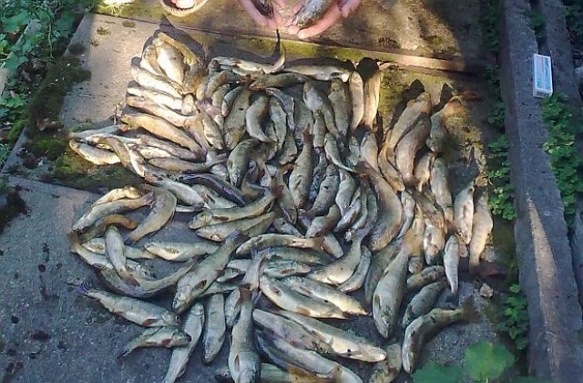 Забраняват  риболова на балканска пъстърва