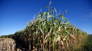 Кой ще купи българските ниви