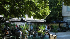 Търси се паяк за коне