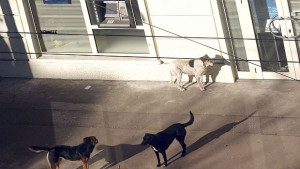 Намалявал броят на бездомните кучета в жилищните квартали на София