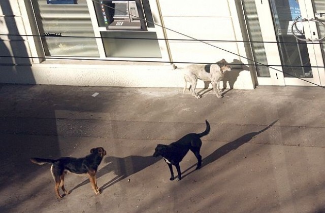 Намалявал броят на бездомните кучета в жилищните квартали на София