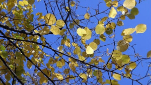 Слънчево но хладно