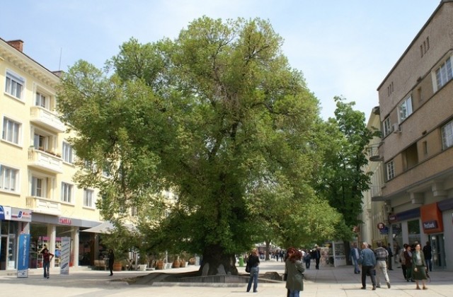 Гласувайте за Стария бряст!