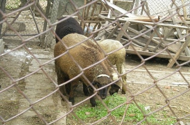 Овце и кози в Неврокопско болни от шарка