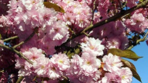 Засаждат още японски вишни в Горна Оряховица