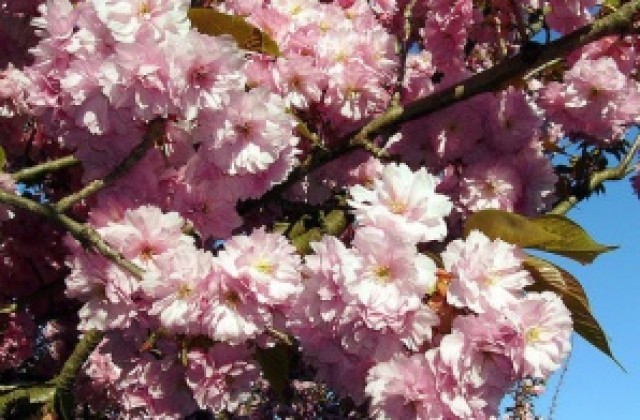 Засаждат още японски вишни в Горна Оряховица