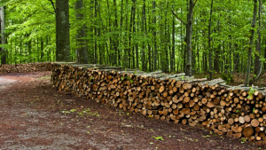 Възстановяват горското стопанство в Нови пазар