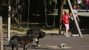 Кучетата на Букурещ