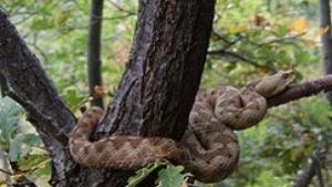 Пепелянка ухапа мъж край пътя за Звездица