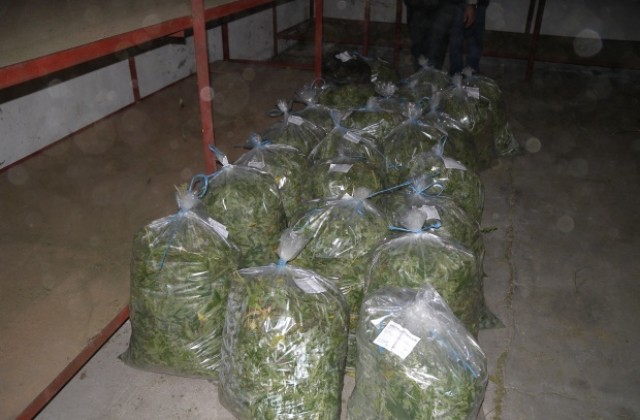 Хванаха над 160 кг марихуана в Пазарджик