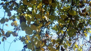 Топло с кратки превалявания