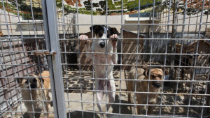 Гонят бездомните кучета от приюта в Горни Богров