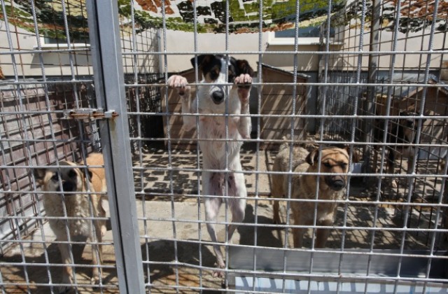 Гонят бездомните кучета от приюта в Горни Богров