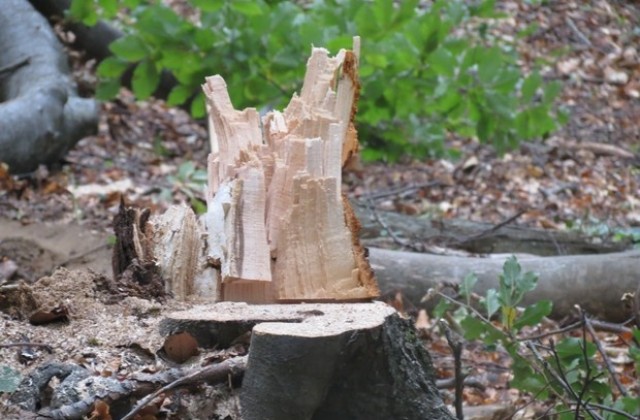 Сливенско участие в международна конференция за вековните гори