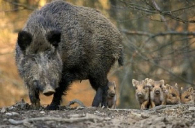 Най-много отстреляни свине в ловно-стопански район Пелатиково