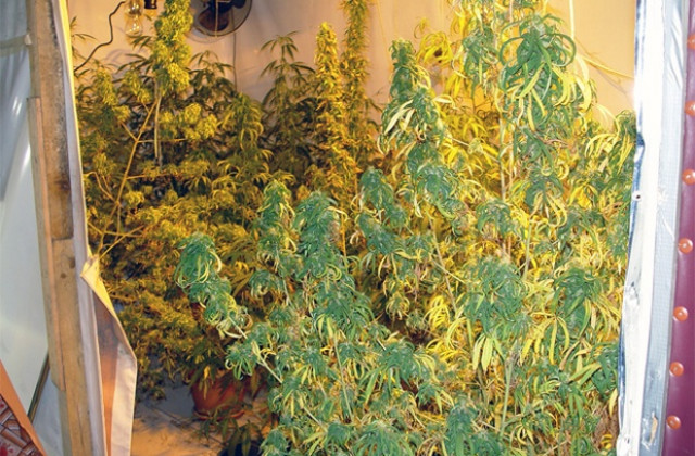 Задържаха производители на дрога