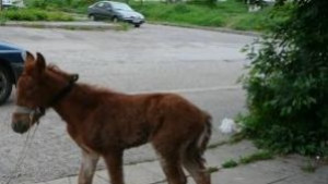 Забраняват движението на животни в междублоковите пространства
