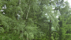 Засаждат Паисиева гора в Асеновград