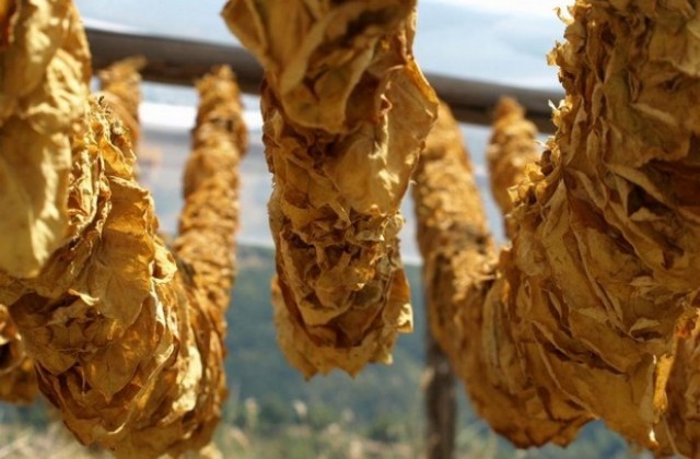 Задигнаха 4 низи тютюн и мотопед