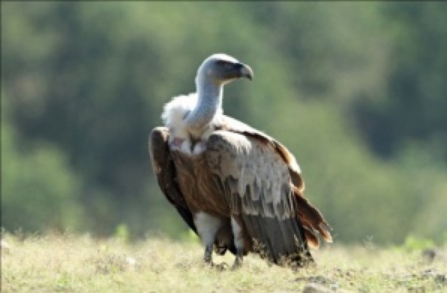 Четвърти Национален фестивал на лешоядите