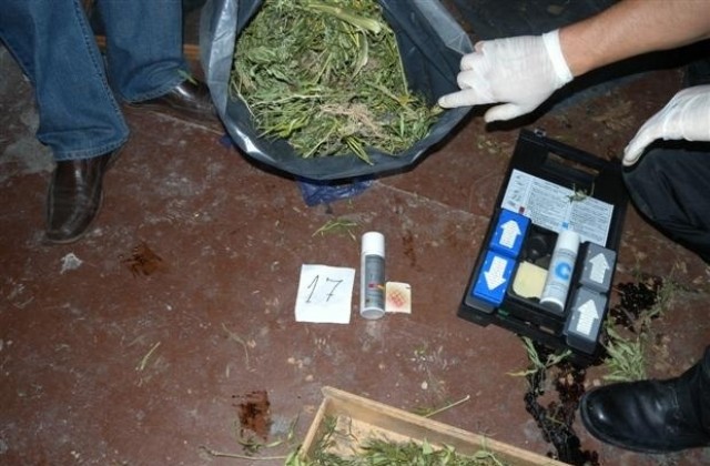 Полицаи иззеха 77 килограма канабис от дома на мъж