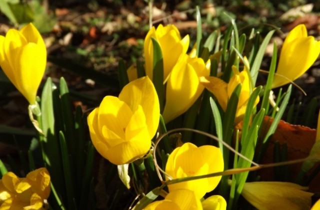 Очаква ни слънчева неделя