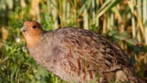 ЛРД Елен разсели 600 яребици ред е и на 320