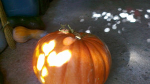 Снимки Кюстендилец се гордее с тиквагигант