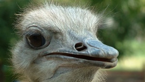 Домашно куче нахапа до смърт щраус край Варна