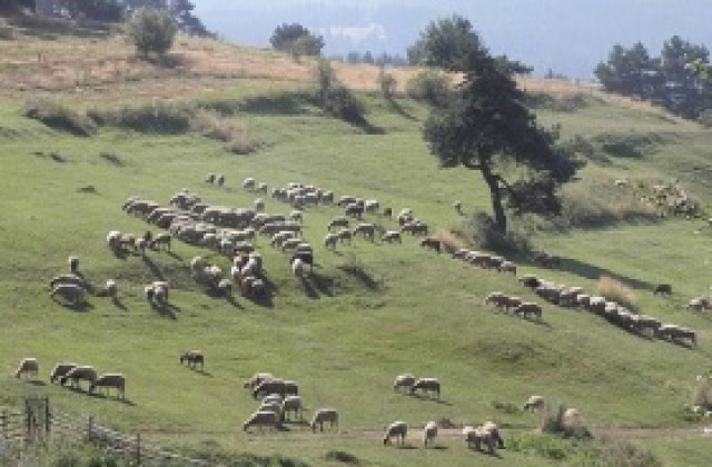 Животновъдите полочуват националните доплащания на овце майки и кози майки