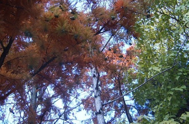 Температурите слабо се понижават