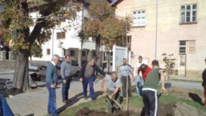 Японска вишна италианска елха и плачещ кедър в центъра на