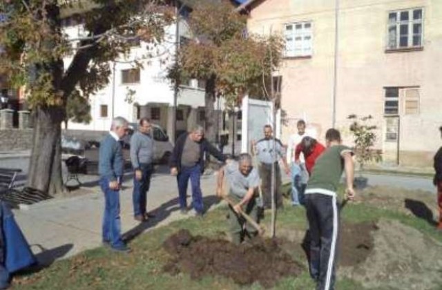 Японска вишна, италианска елха и плачещ кедър в центъра на Трявна