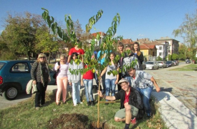 Гонооряховски ученици засадиха екзотично дърво в подкрепа на Екофорум за мир