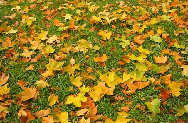 Цветовете лекуват